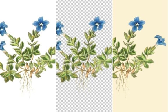 Download Spring Gentian Floral Illustrations - Illustration Collection
